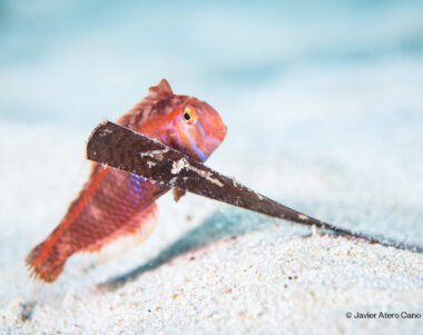 Imagen: Javier Atero Cano cedida con fines de conservación - MARE