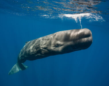 Foto de un cachalote de Jordi Chias - Asociación Tursiops