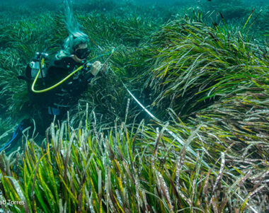 Alerta por la posidonia