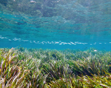 Mar Mediterrània