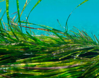 Posidonia - Mar balear