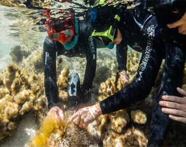 Posidonia - Mallorca